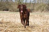 SETTER IRLANDAIS 482